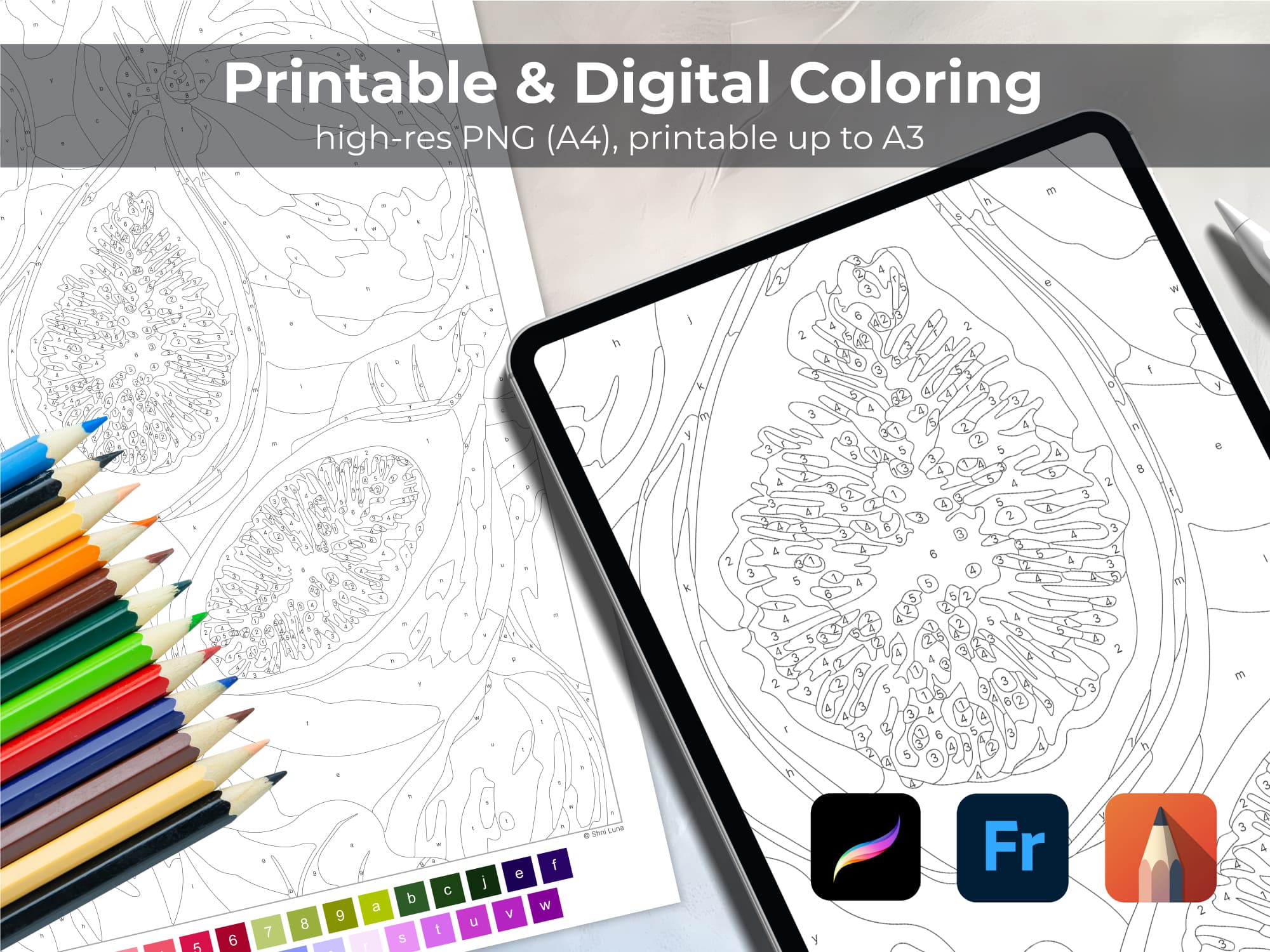 Purple Figs - Image 4